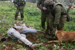 An Israeli army dog attacks a Palestinia