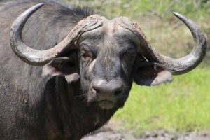 bufale